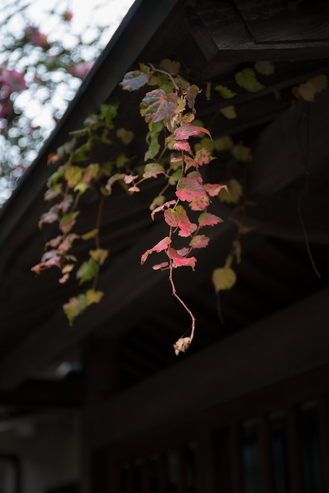 EF24-70mm F4 L IS