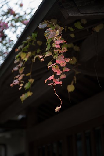 EF24-70mm F4 L IS