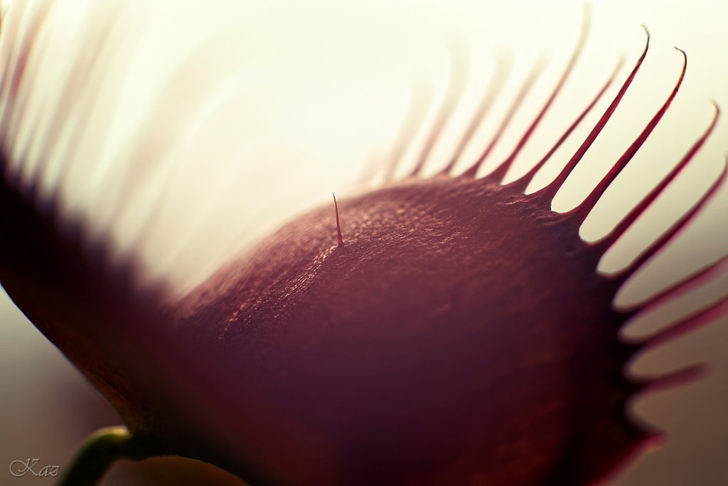 Venus Flytrap