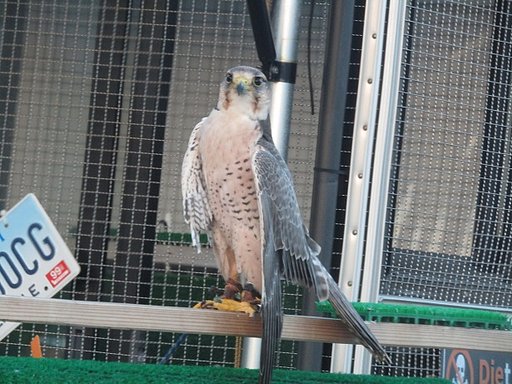 観用の鳥です　迫力あります
