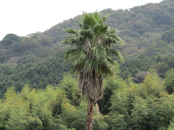 阿波の国の狸の里　ヤシの実が目に付きます