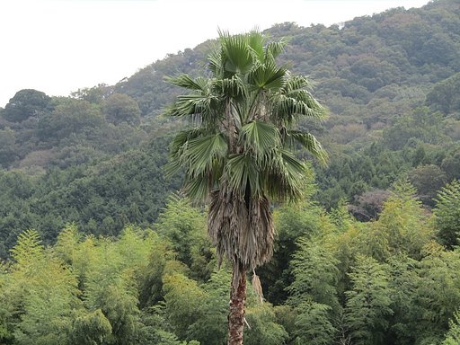 阿波の国の狸の里　ヤシの実が目に付きます