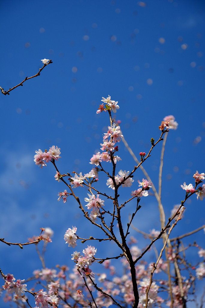 上野公園の桜