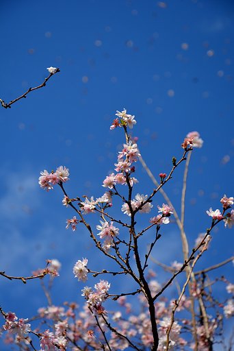 上野公園の桜