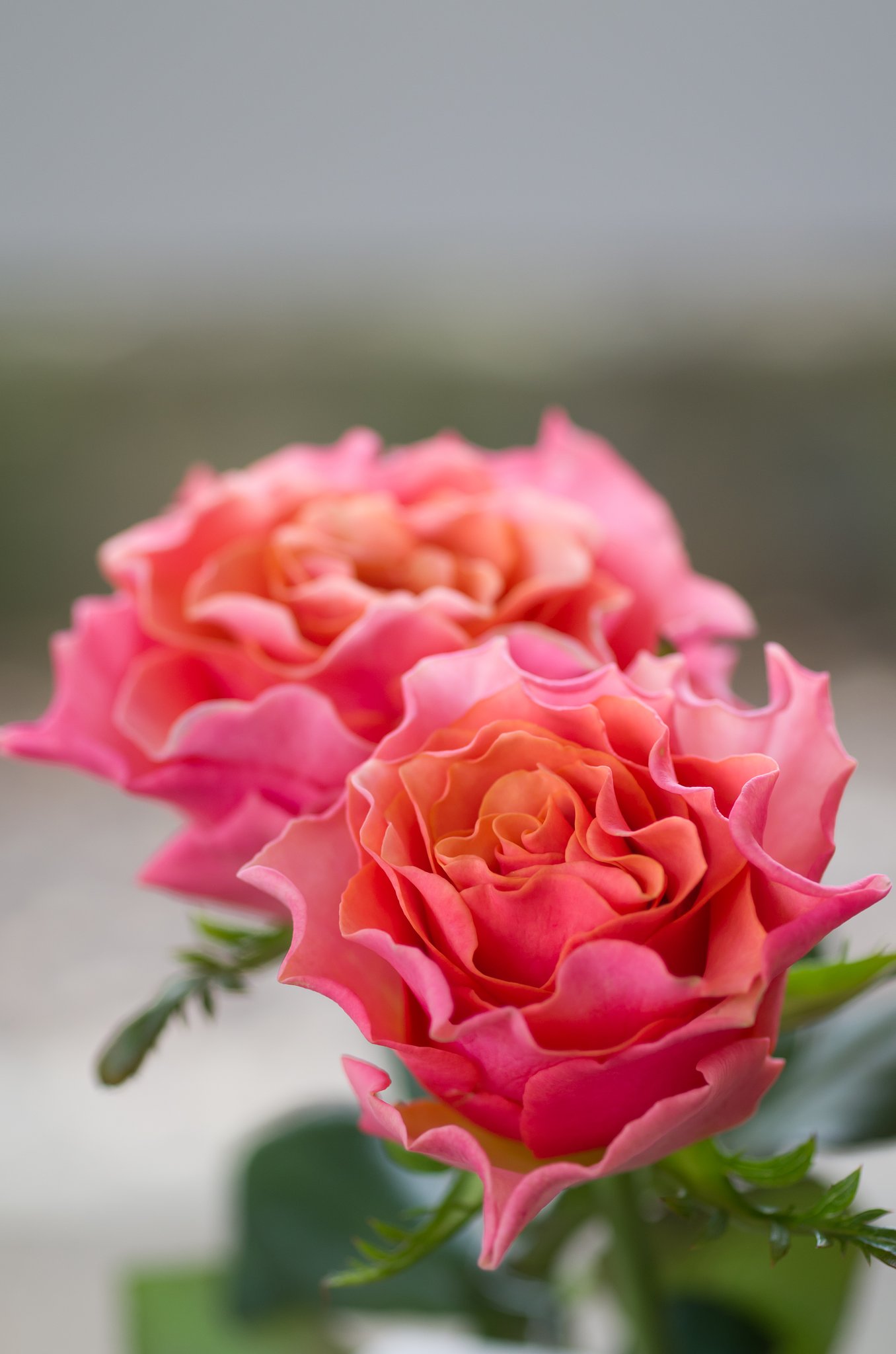 SIGMA MACRO 70mm F2.8