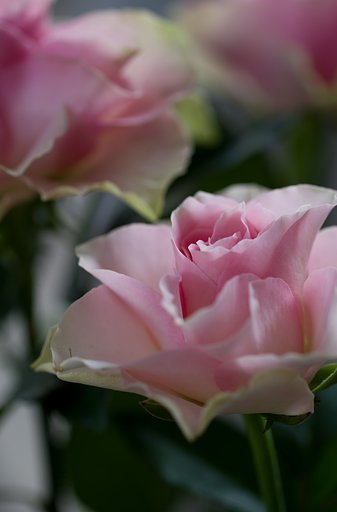 SIGMA MACRO 70mm F2.8