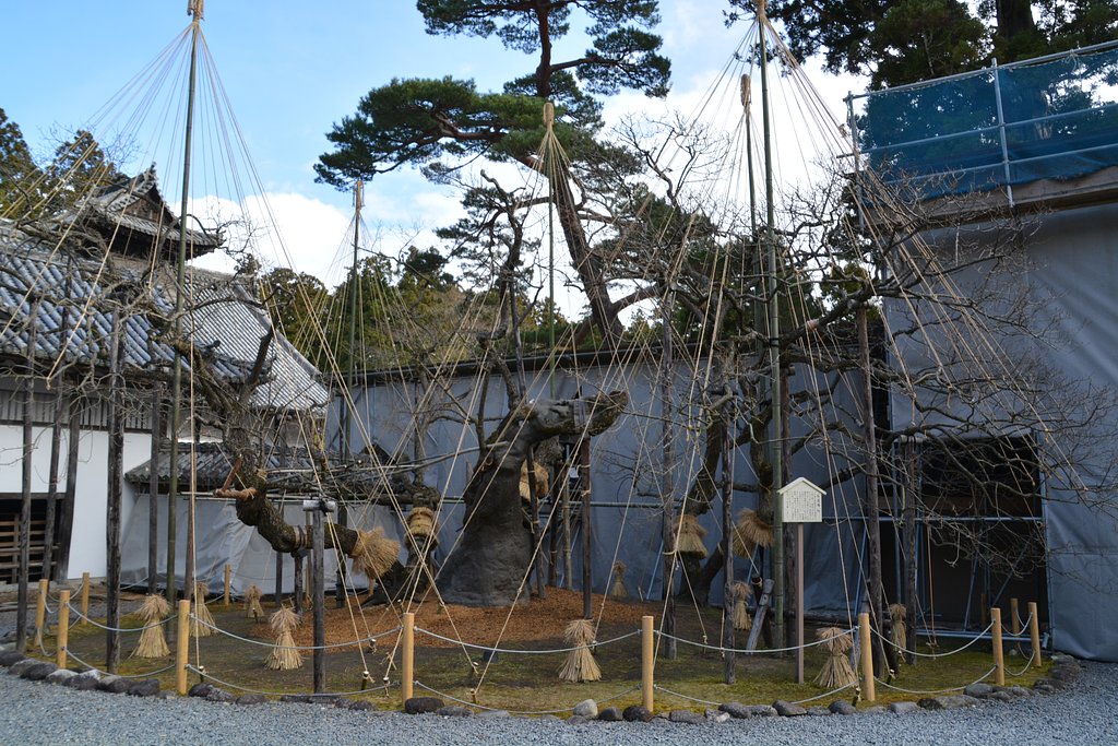 樹齢400年