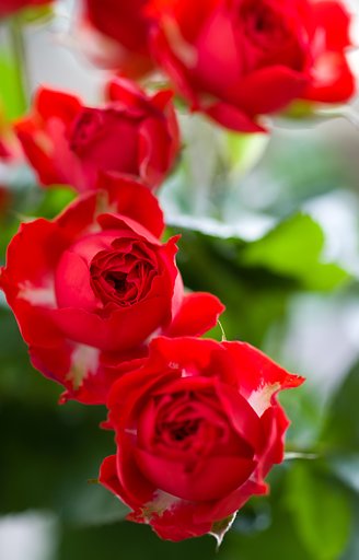 SIGMA MACRO 70mm F2.8