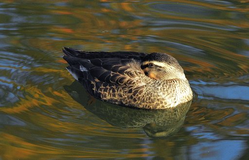 水辺の鳥たち　２