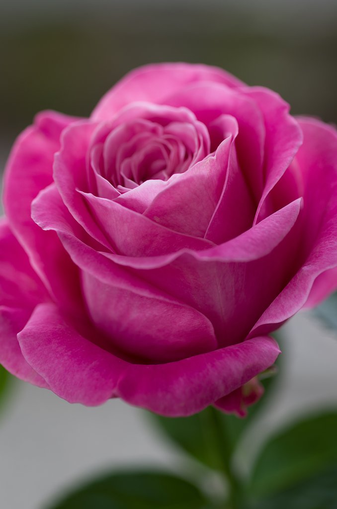 SIGMA MACRO 70mm F2.8