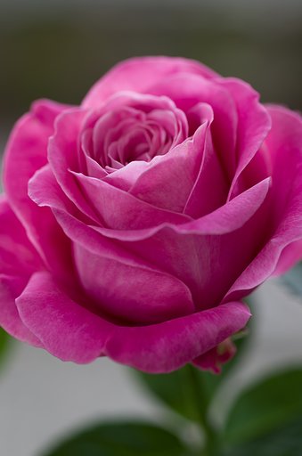 SIGMA MACRO 70mm F2.8