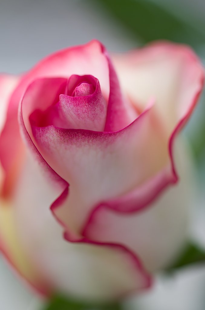 SIGMA MACRO 70mm F2.8