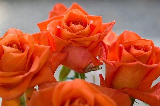 SIGMA MACRO 70mm F2.8