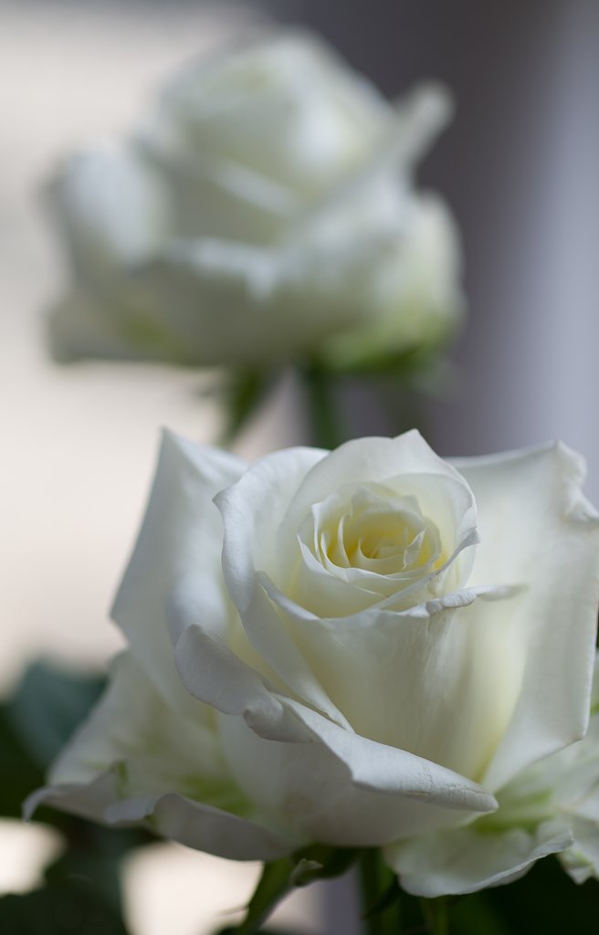 SIGMA MACRO 70mm F2.8