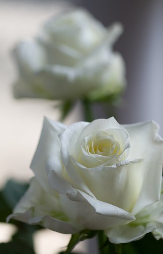 SIGMA MACRO 70mm F2.8