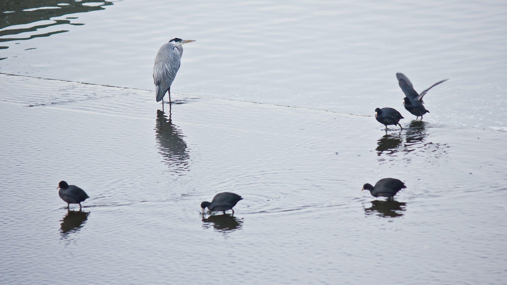 冬模様の水鳥たち