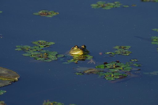 いい湯だな