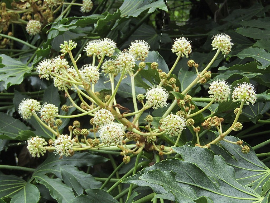 山の中で面白い🌼に出会いました
