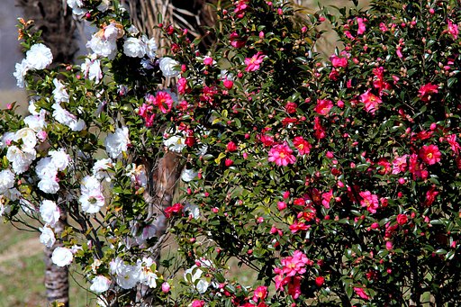 山茶花紅白