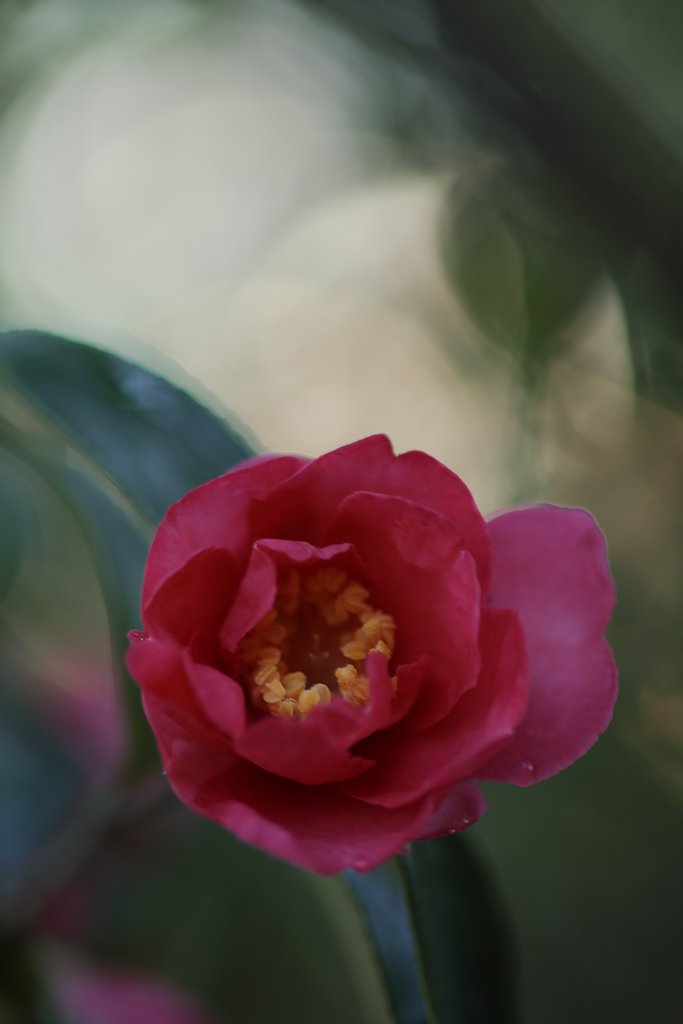 山茶花