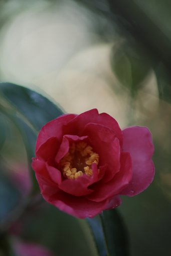 山茶花