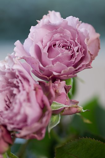 SIGMA MACRO 70mm F2.8