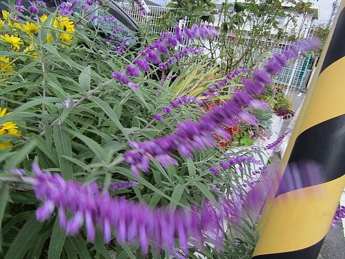 強風で🌼が右左に、、、揺れています