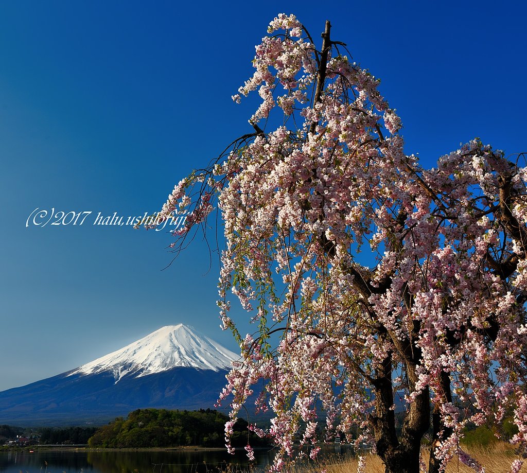 湖畔の風景
