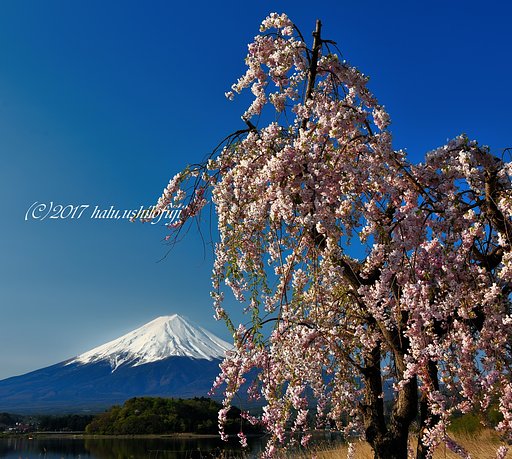湖畔の風景