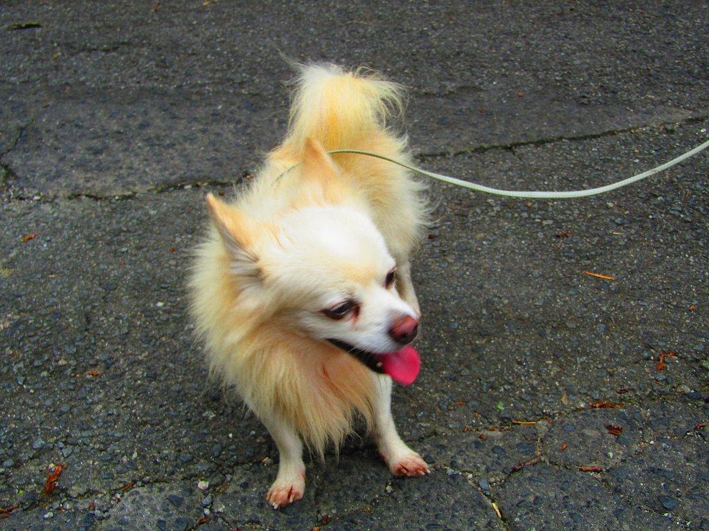 可愛い犬をエントリーしました