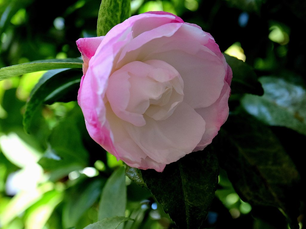 山茶花