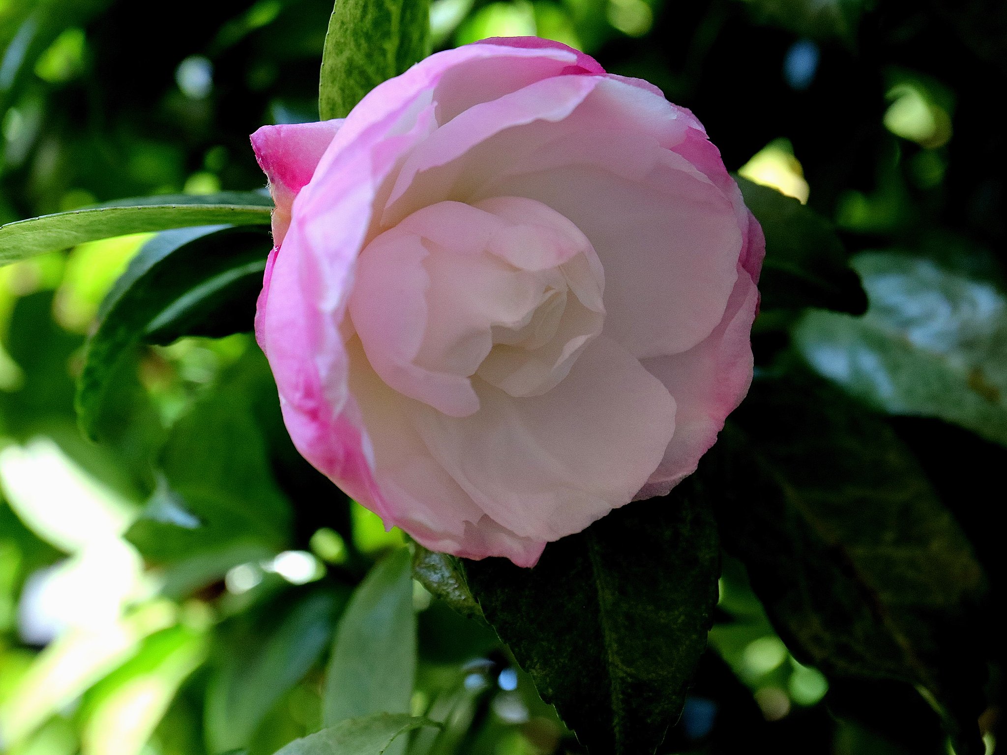 山茶花
