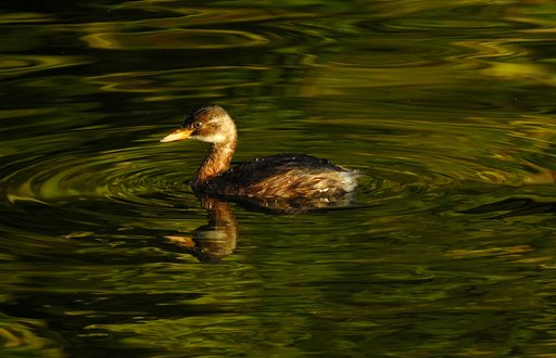 水辺の鳥たち　３