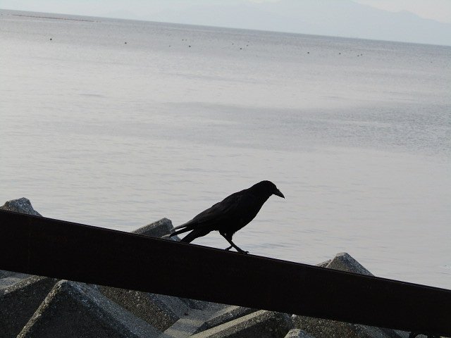 カラスが鳴門海峡に飛来しました