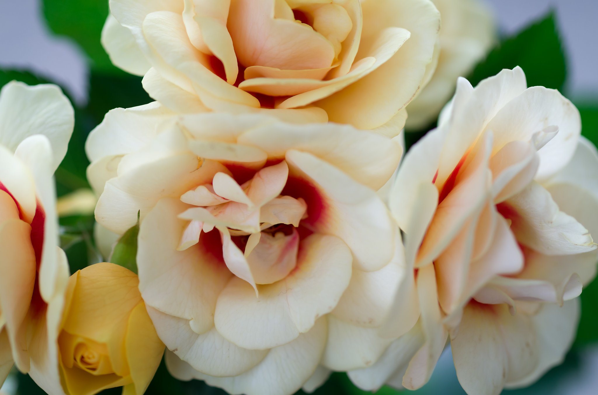 SIGMA MACRO 70mm F2.8