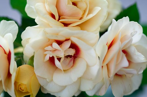 SIGMA MACRO 70mm F2.8