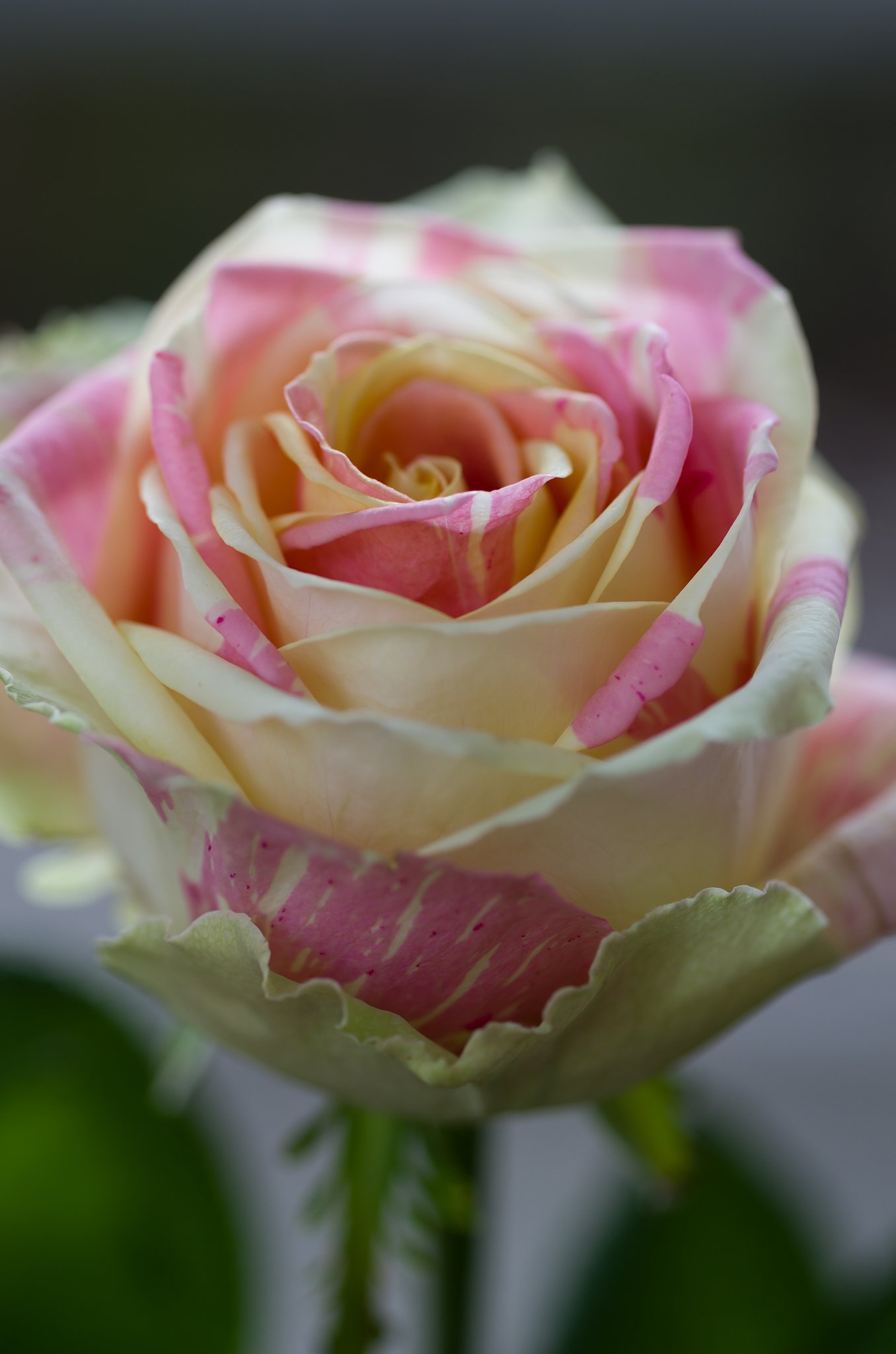 SIGMA MACRO 70mm F2.8