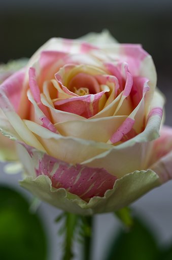 SIGMA MACRO 70mm F2.8