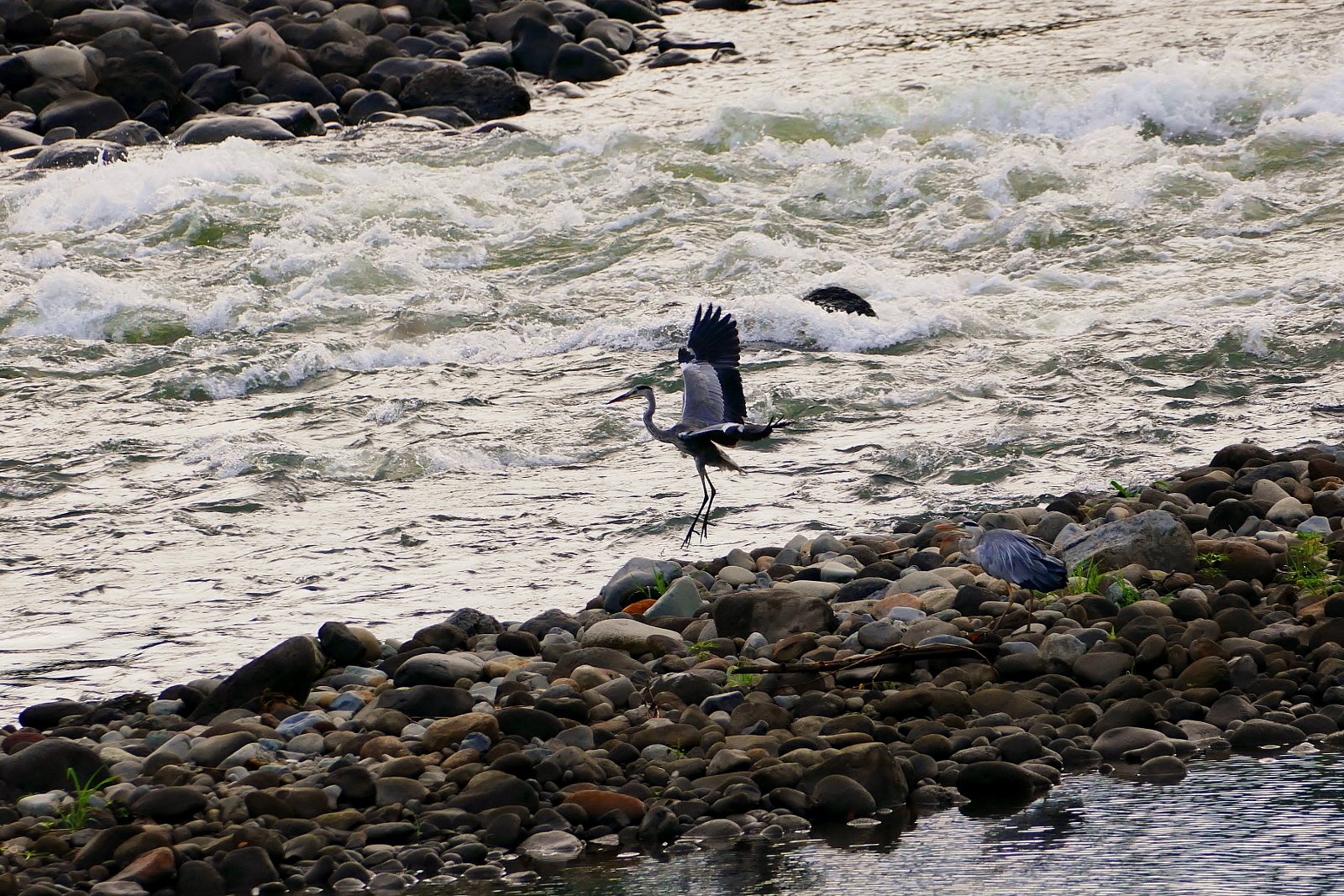 アオサギ