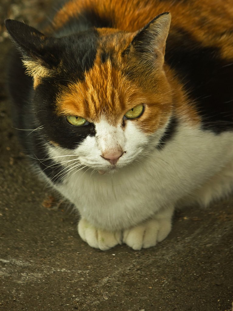 ご近所猫