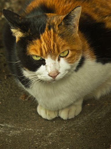 ご近所猫