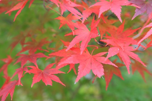 今年は、遅い？