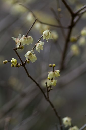 蝋梅