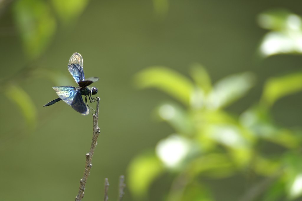 TOKINA  300mm F4 SD