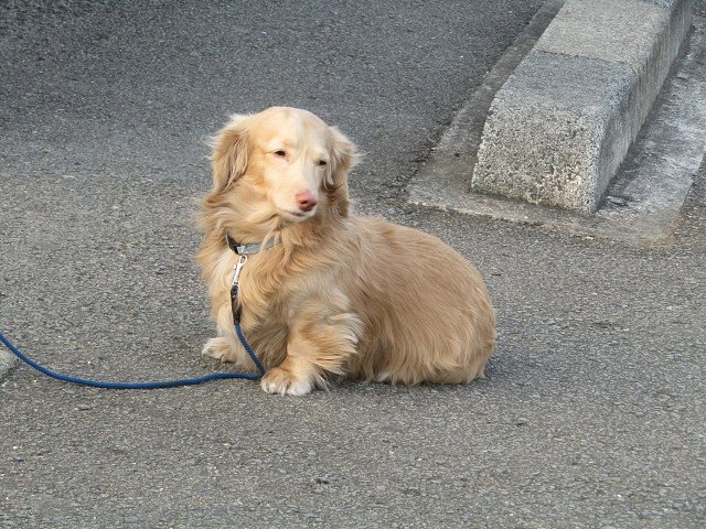 毛並みが素晴らしい　愛犬です