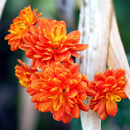 小さな菊の花