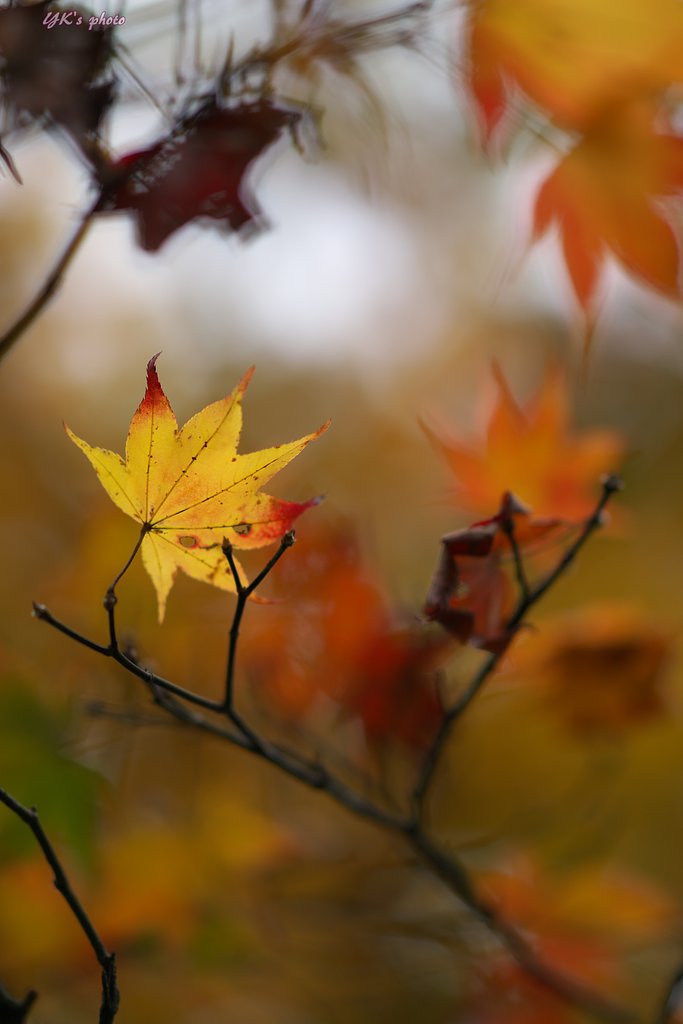 Sonner 135mm F1.8 ZA