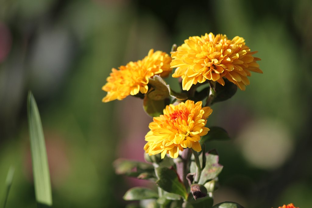 菊