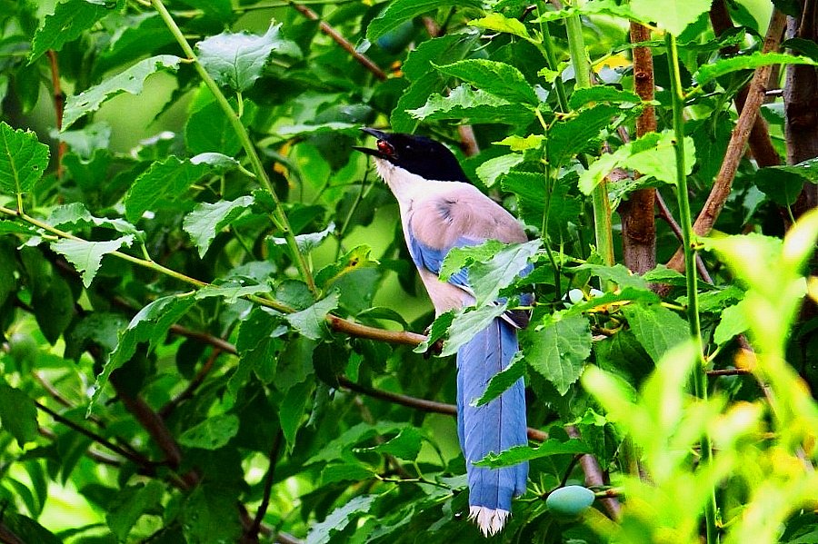 オナガ２