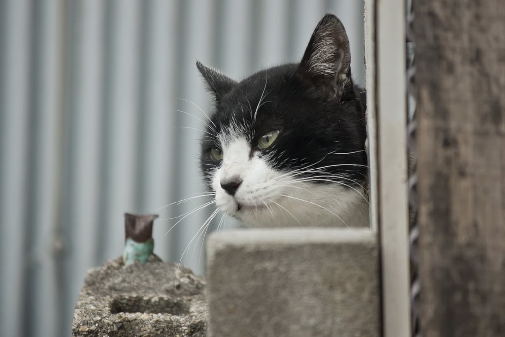 もうひとりのご近所猫 